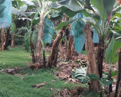 Des plantes de couverture pour une production durable de bananes