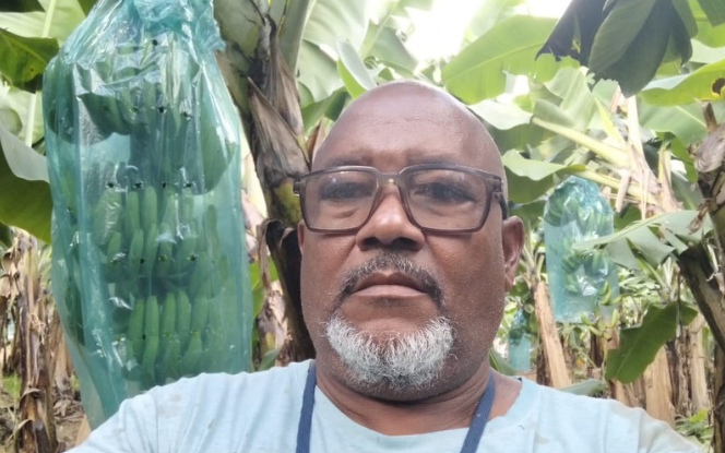Maurice Dominique, producteur de bananes sur 3 hectares en Martinique Maurice Dominique, producteur de bananes sur 3 hectares en Martinique