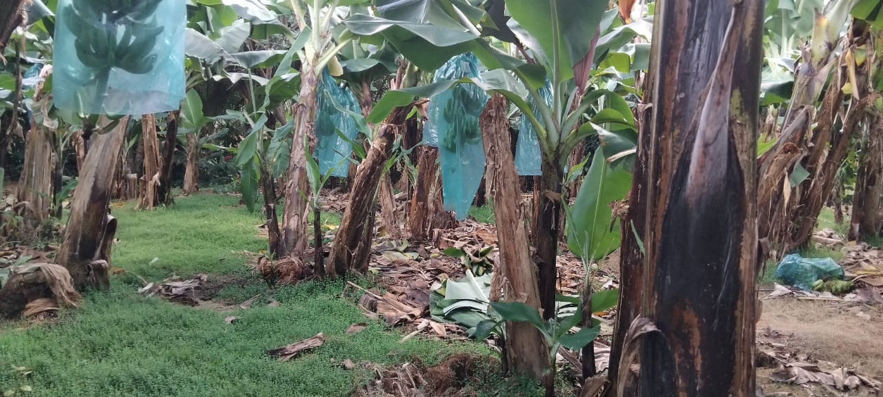 Des plantes de couverture pour une production durable de bananes Des plantes de couverture pour une production durable de bananes
