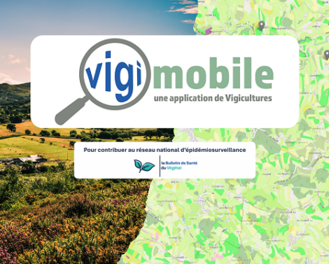 Vigimobile : Les observations Bulletin de Santé du Végétal sur smartphone